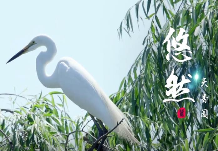 天香园 宣传片 | 宣传视频